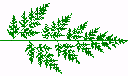 L-system generated fern